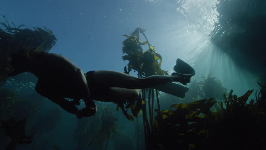 Woman snorkeling through kelp bed swims toward surface that allows a glimpse of clouds in sky