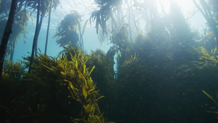 Underwater vegetation moves along the seabed as fish swim through a kelp forest and the sun shines brightly above the surface