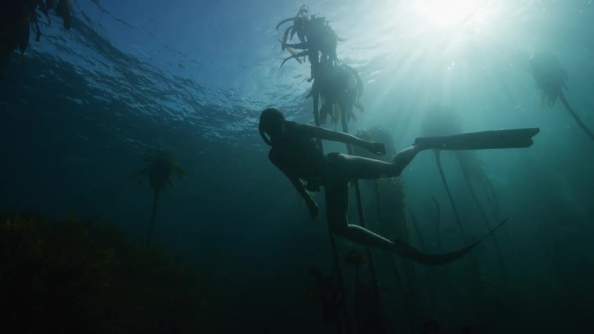 A scuba diver swims past kelp underwater