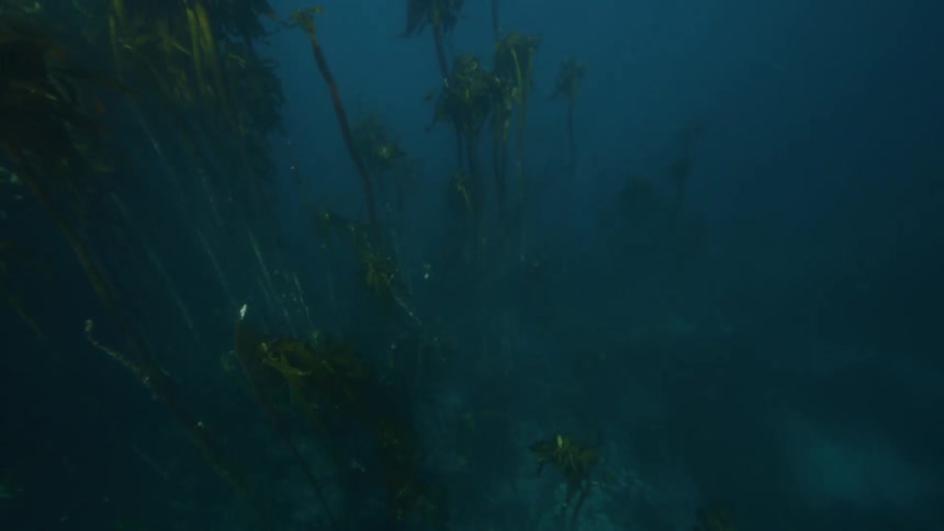 Slow motion underwater footage moving through a kelp forest in the ocean