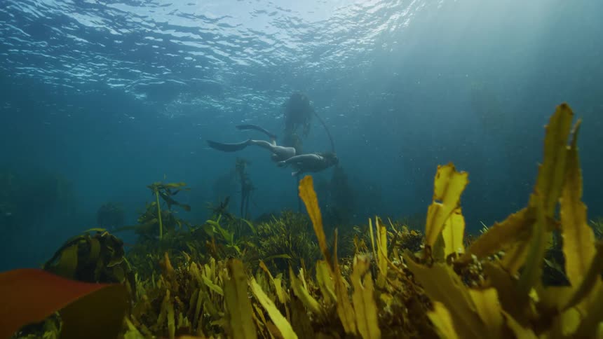 Diver swims underwater above a kelp forest