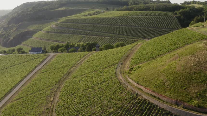 Rows of crops sit along hills on a farm