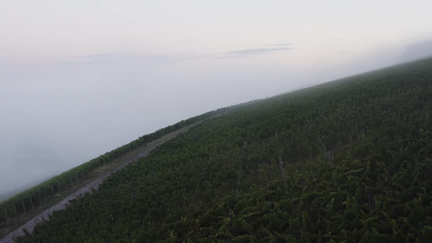 An aerial shot of a green forest with a road traveling through it against a dusk sky horizon