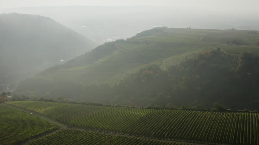 An aerial view of crops in fields
