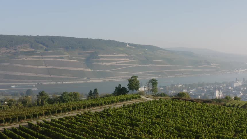 Aerial view of vineyard and city skyline