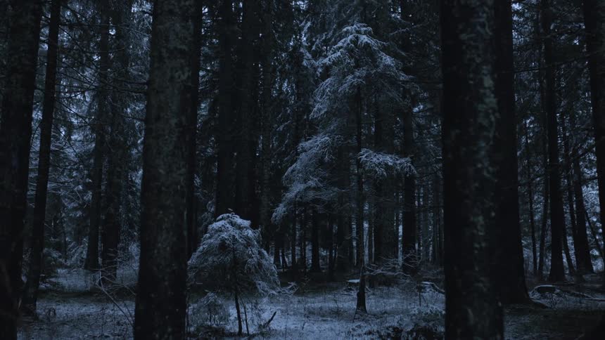 Trees in the forest are covered with snow and ice on a winter day