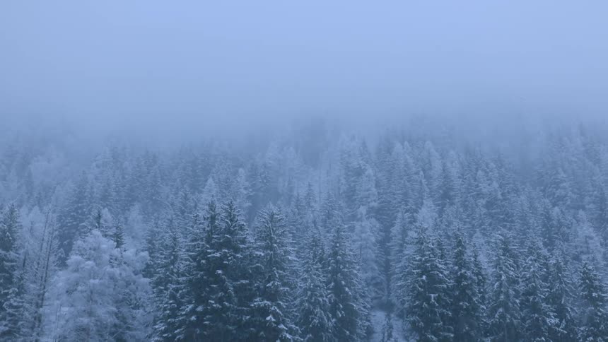 Snow falling in a snow covered forest