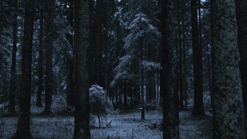 A pine forest with a covering of snow on the ground and trees