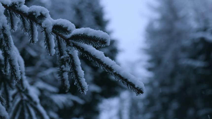 An up close of a snowy pine branch while its snowing