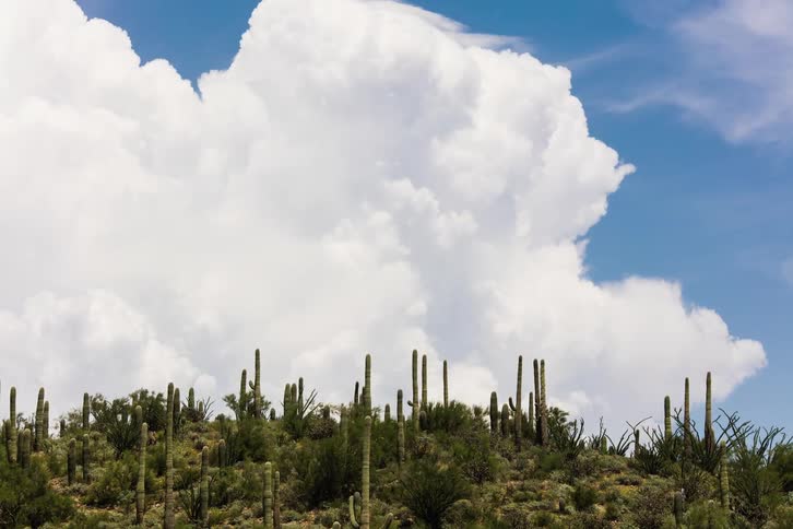 Large white thunderstorms floating above saguaro cacti