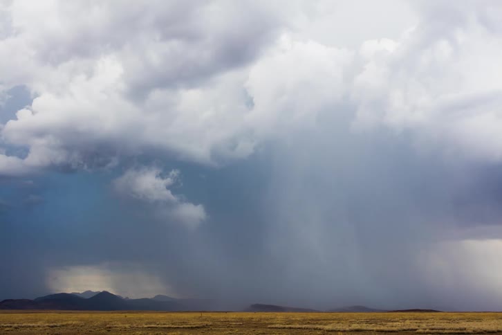 Cows move around as a monsoon downburst drops lightning and moves across the plains