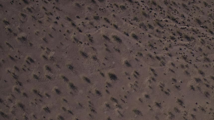 A desert blow has some bushes