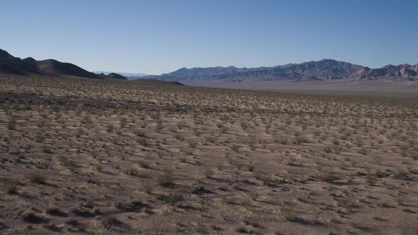 A desert littered with bushes