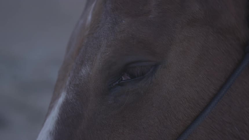 A horse blinking