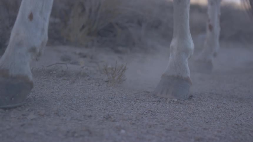 A horse's hooves as it travels across dirt