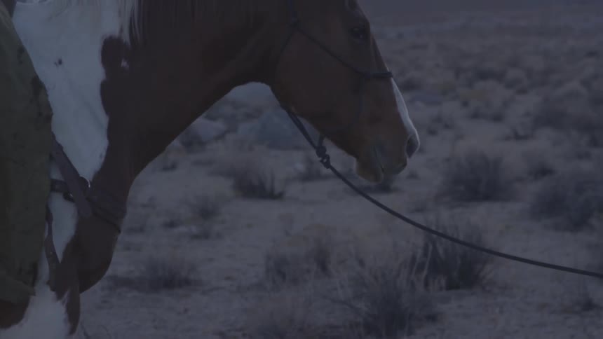 A man is holding a rope leading a horse