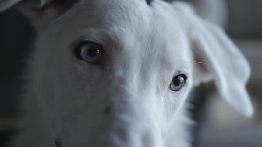 Closeup of a white puppy looking at the camera in slow motion