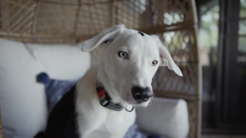 A pet dog sits on an egg chair in its house