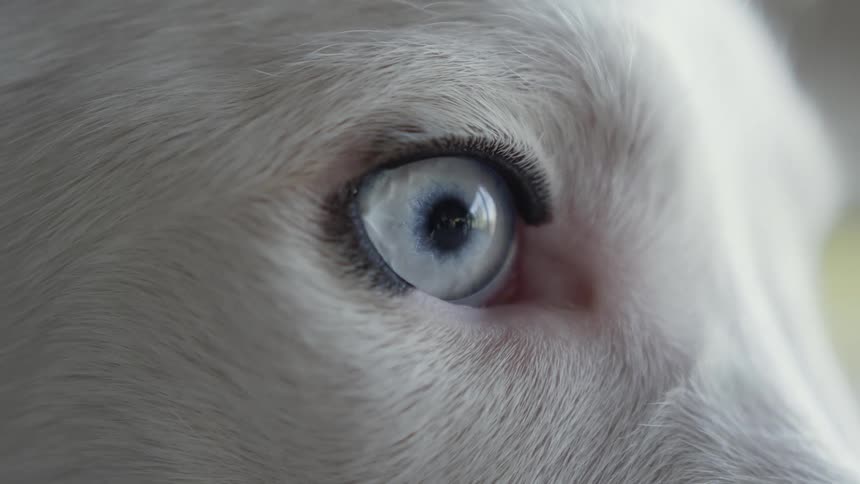 Extreme closeup of the right eye of a white dog looking straight ahead