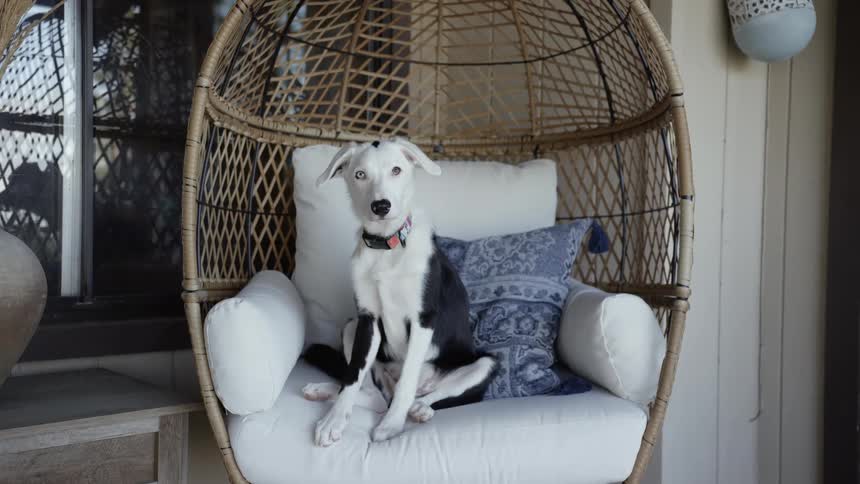 Black and white dog sits on hammock chair near a window
