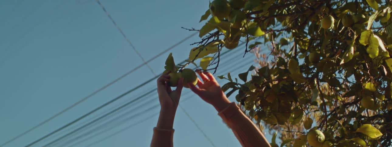 Sunlight shines on limes growing on a tree branch as some reaches up and begins to pick one