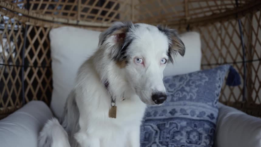 Australian shepherd sits in white armchair
