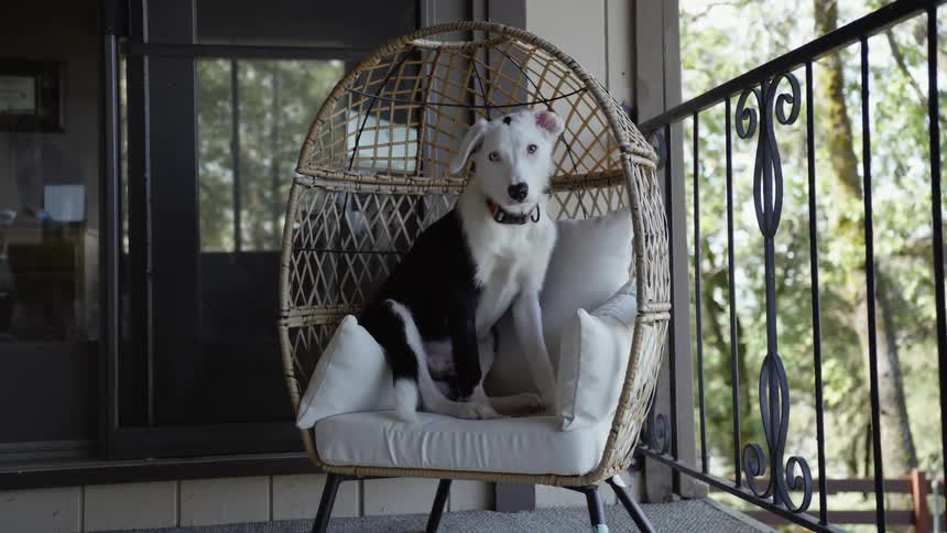 A border collie dog is sitting on an armchair outside on the balcony watching the camera