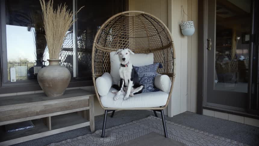 White and black dog sits in egg chair