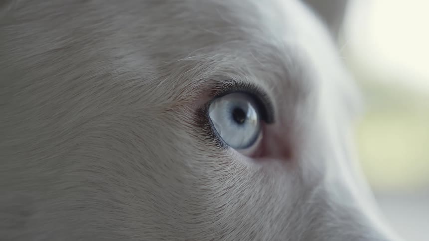 Close up of the right eye of a white puppy