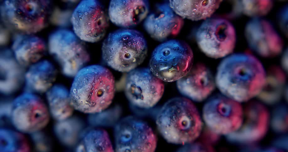 Close up of blueberries