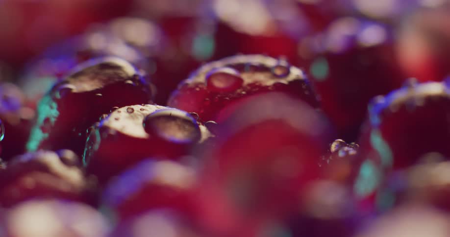 A bunch of purple grapes with water droplets on them are filmed from left to right