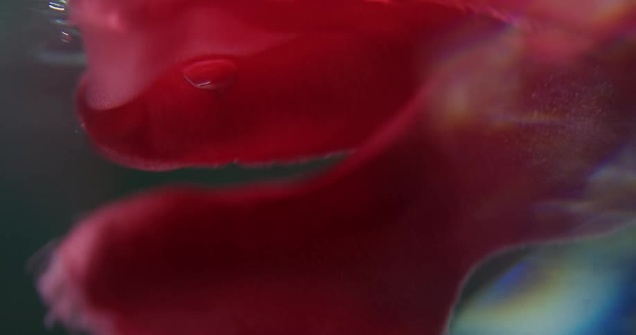 The beauty and fluidity of a red cloth as it moves with the waves on water the footage showcases the mesmerizing motion and vibrant color of the cloth