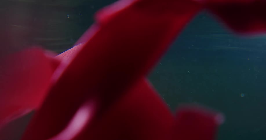A pink cloth moves and floats underwater as sunlight shines on the surface