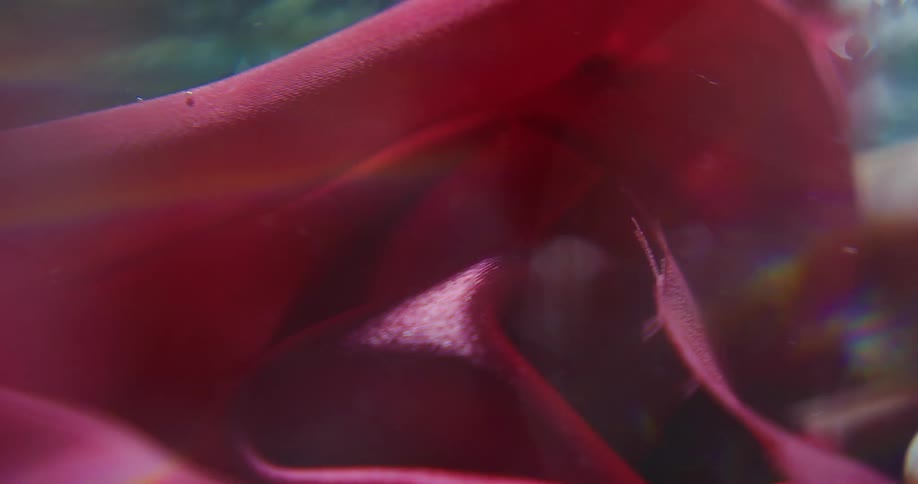 Light glares through water as pink fabric floats