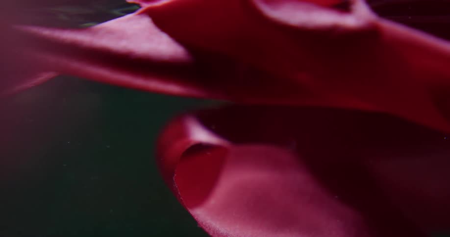 A pink cloth moves and wavers underwater as sunlight shines on the surface