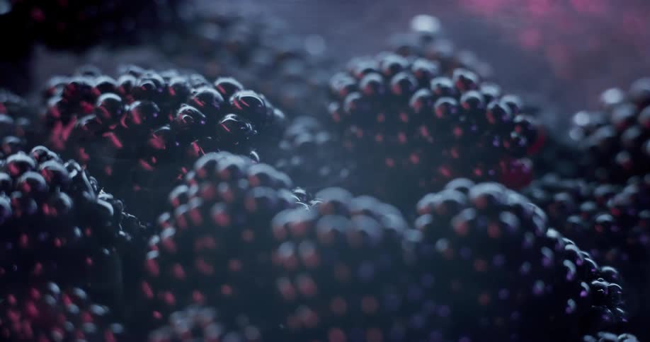 A pile of plump blackberries