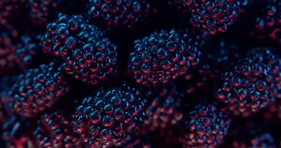 Time lapse overhead close up of ripe blackberries