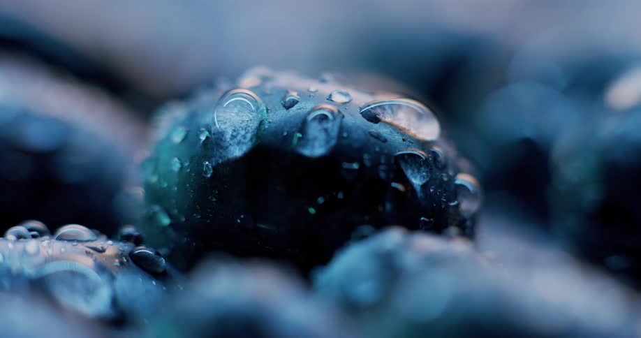 Close up of blueberries with water droplets