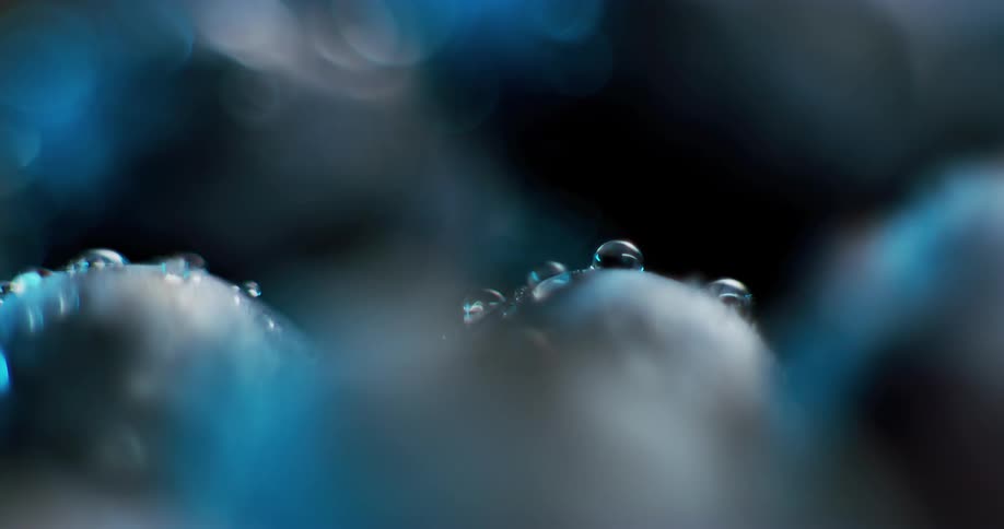 Close up of blueberries with water droplets