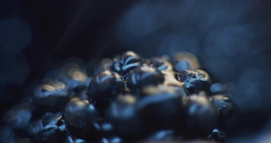 A closeup shot of a black grape with rain droplets falling on its surface