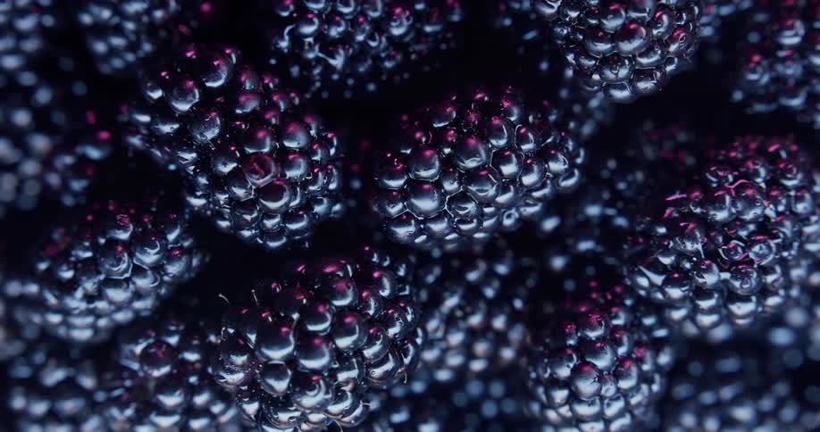 Fresh picked blackberries with specular highlights