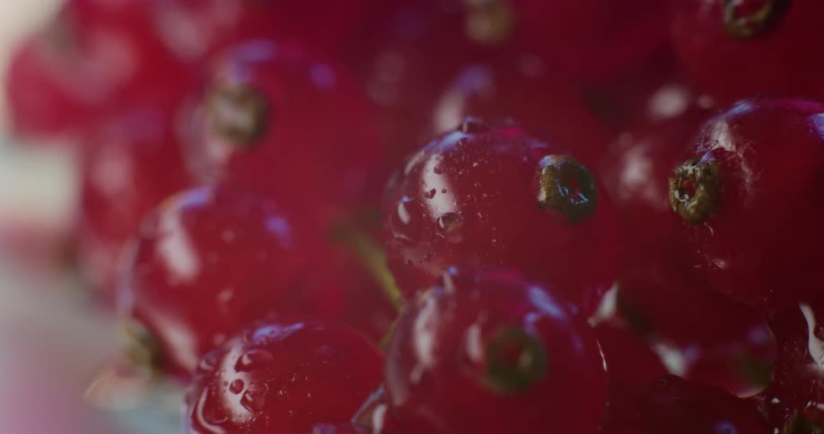 Close up of blackcurrants with water droplets