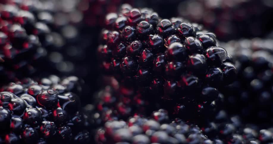 Close up of blackberries