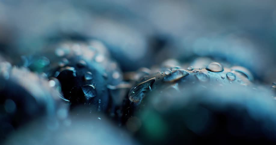 Close up of blueberries with water droplets