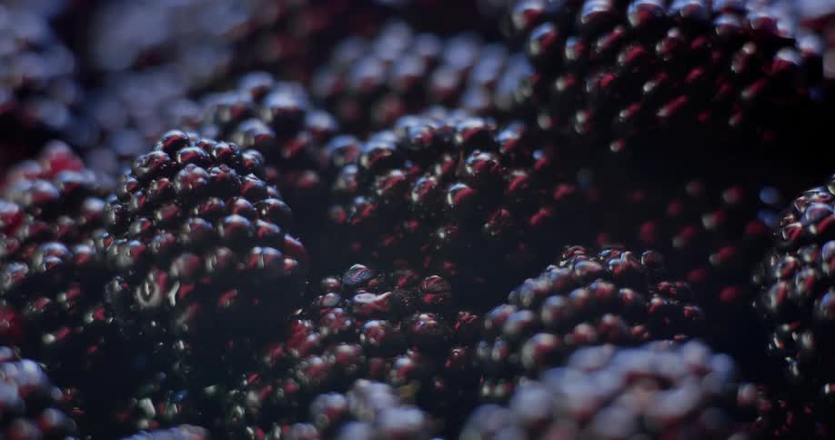 Extreme close up of pile of fresh ripe blackberries