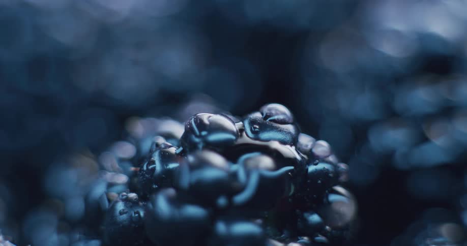 Close up of blackberries with water droplets