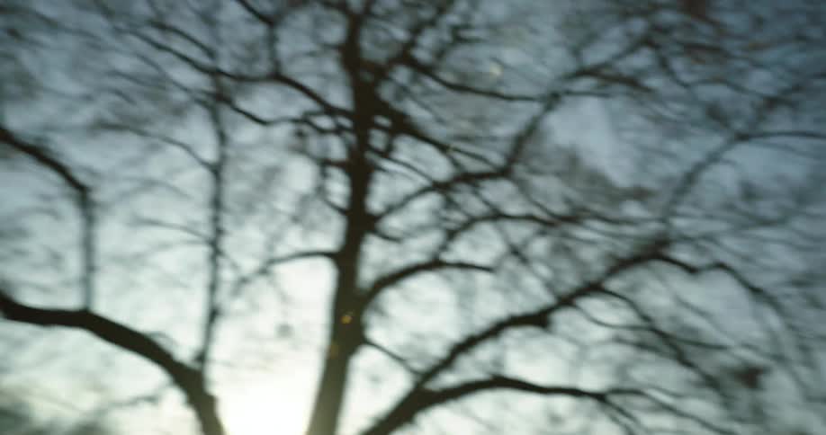 A close up shot of a tree while someone cant hold the camera still