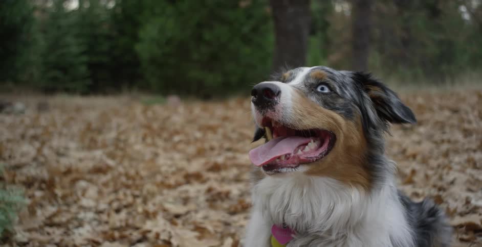 Happy dog sitting on trail of fall leaves in the forest
