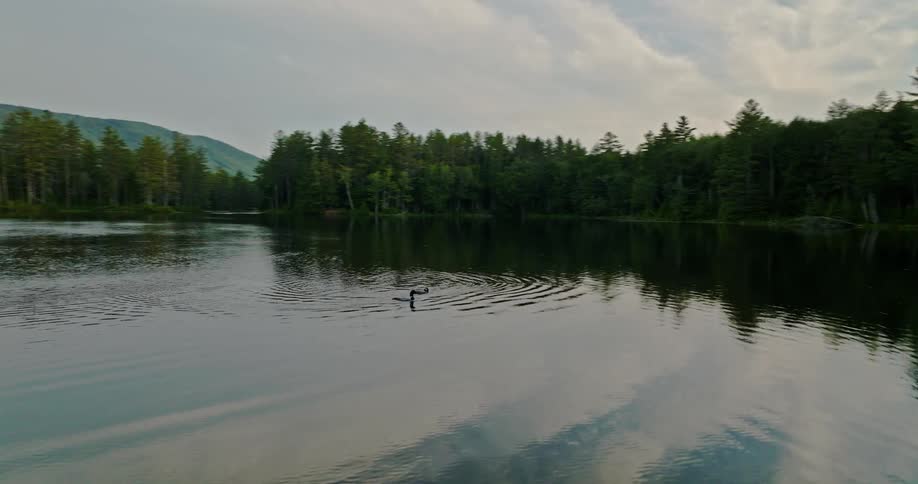 Ducks floating in a lake
