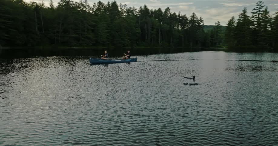 Two people row a canoe across a lake next to a couple of swimming ducks